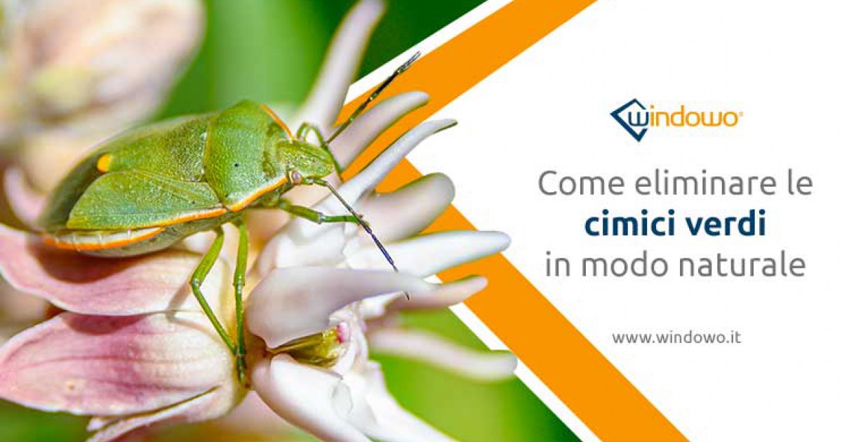 Green bed bugs in the house? How to eliminate them naturally Windowo