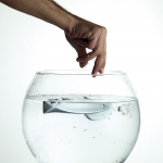 Fish Crystal Satin Chrome Door Handle on Rosette Linea Calì Crystal